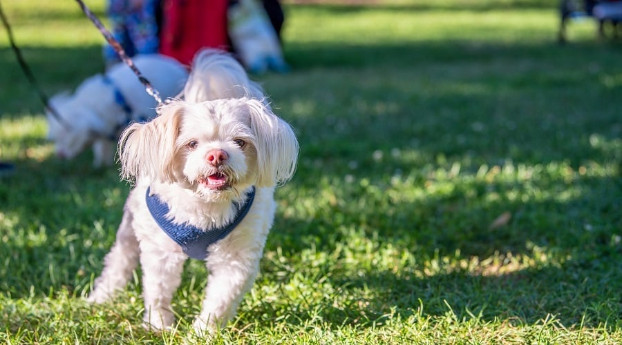 French Bull Tzu