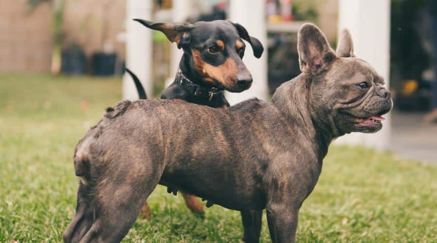 French Bull Weiner