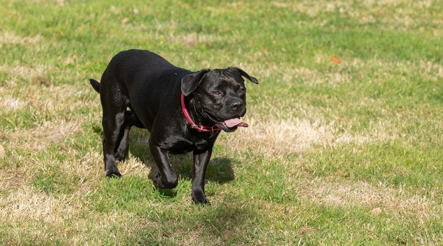 French Bullabrador