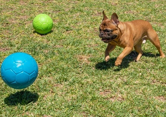 French Bulldog chasing jolly pets dog soccer ball