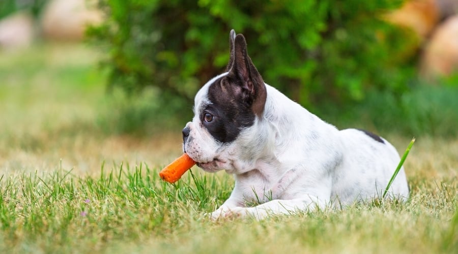 French Bulldog Chewing on Orange Vegetable