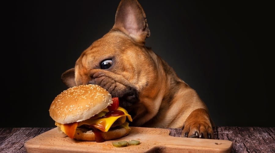 French Bulldog Eating Burger with Sesame Seeds
