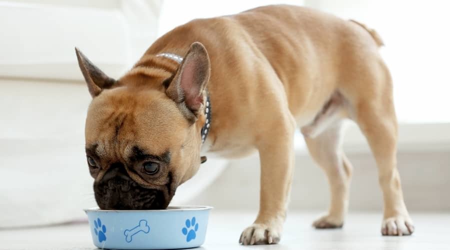 French Bulldog Eating Dog Food