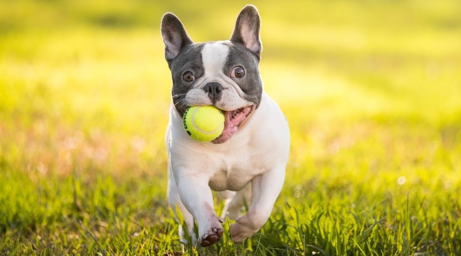 French Bulldog sitting alert with upright ears and compact build—descended from the extinct Toy Bulldog companion breed.