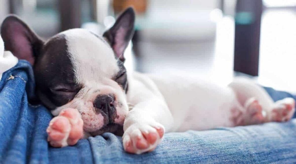 French Bulldog puppy sleeping on knees.