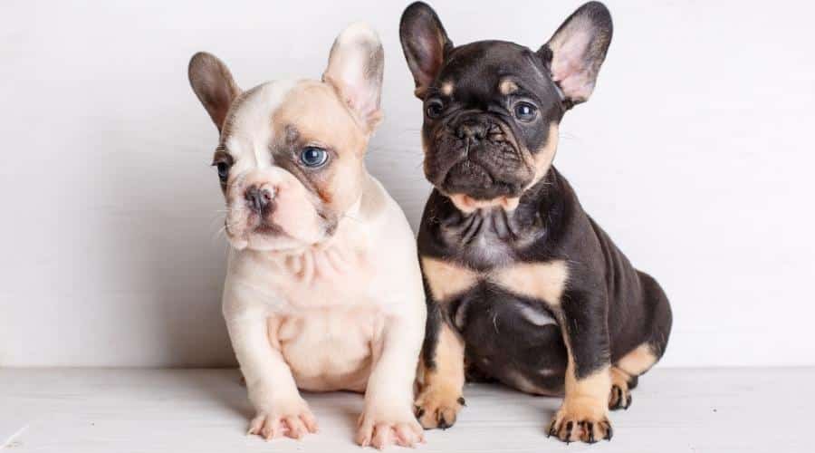 White and black and tan French Bulldogs sitting.
