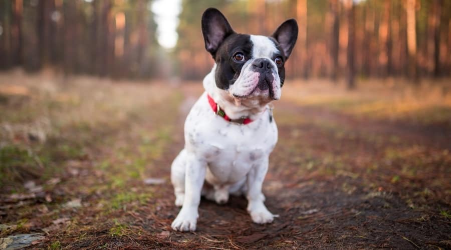 French bulldog sitting outdoors.