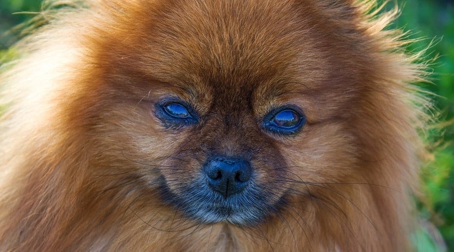 French Bulldog Pom Mix