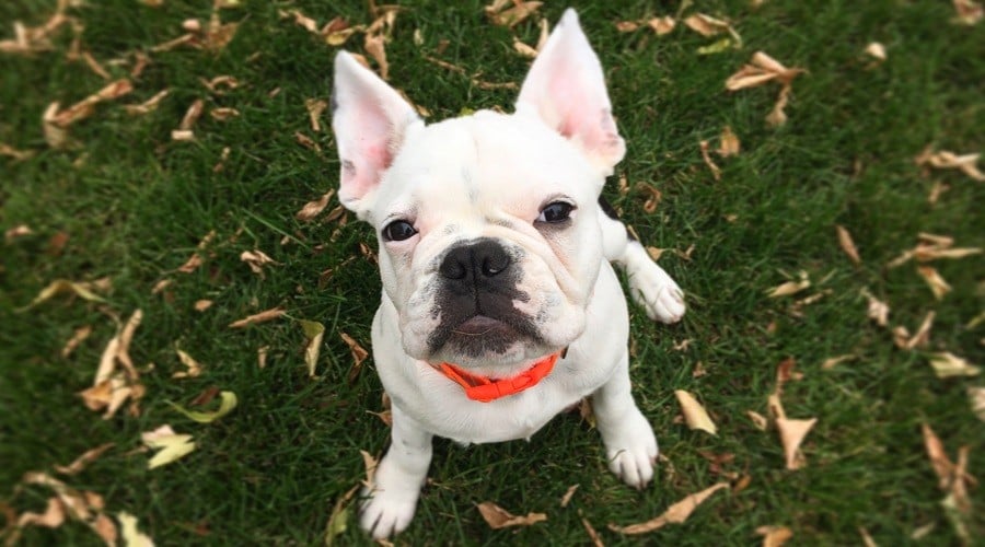 French Bulldog Pug Mix Nutrition