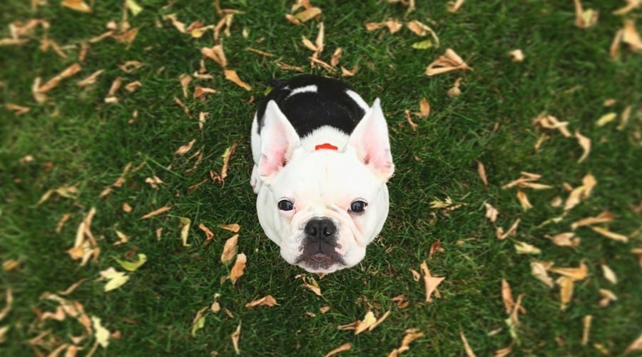 French Bulldog Pug Mix