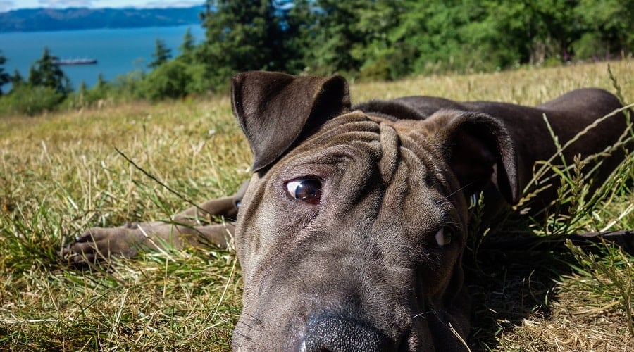 French Bulldog Sharpei