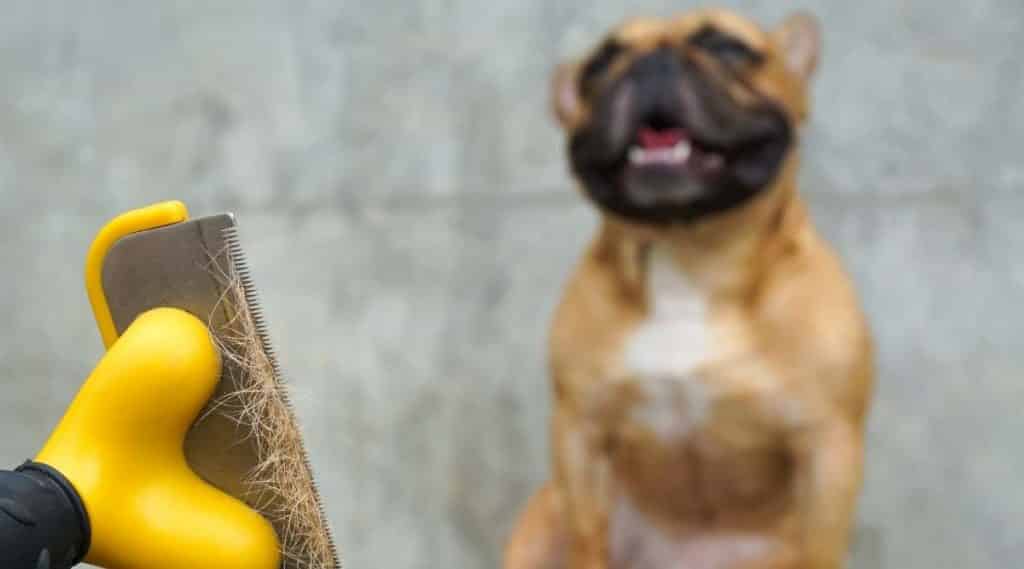 French Bulldog Shedding Do Frenchies Shed A Lot? Canine Journal