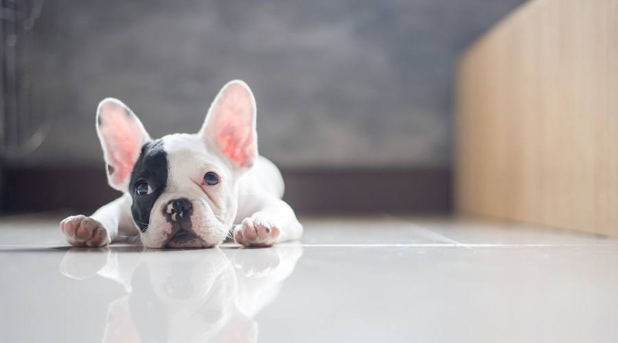 French Bulldog Sleeping