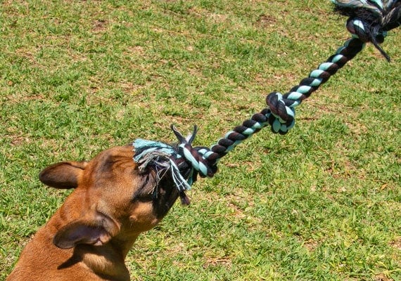 French Bulldog tuggong on Mammoth 3 knot dog rope