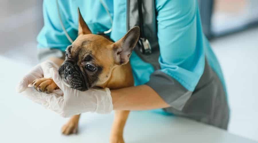 French Bulldog at the vet.