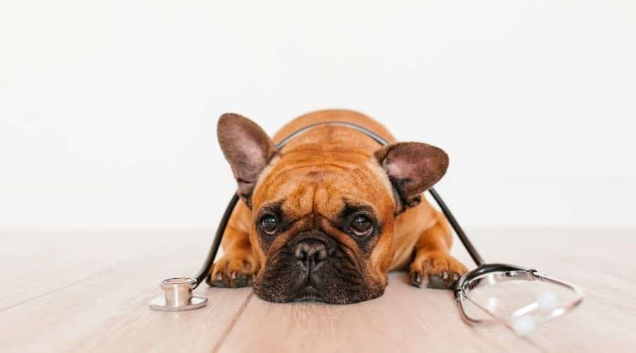 French Bulldog at Vet