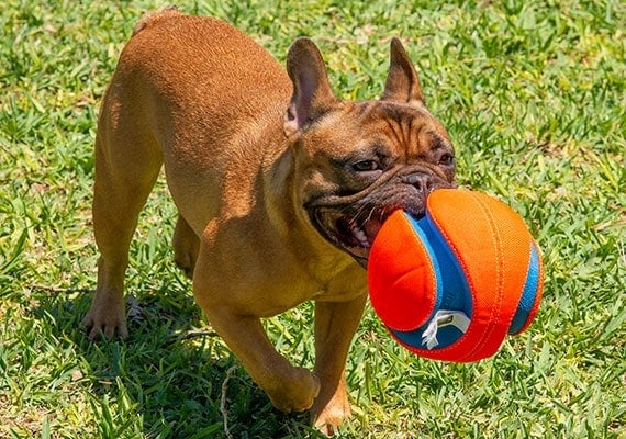 French Bulldog Carrying Chuckit! Kick Fetch soccer ball in mouth at dog park