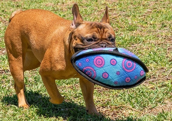 French Bulldog Carrying Kong Ballistic football in mouth