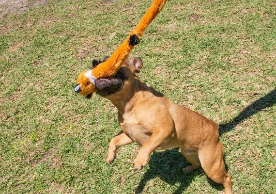 French Bulldog catchign ZippyPaws Skinny Peltz plush dog toy mid-air