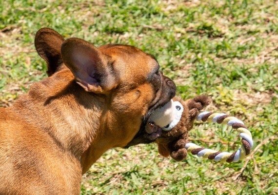 French Bulldog chewing on Kong Tugger Knots Moose Rope Dog Toy