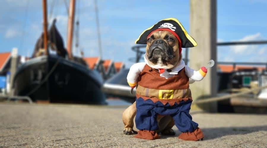 French Bulldog dog dressed up in pirate costume with hat and hook arm standing at harbour with boats in background