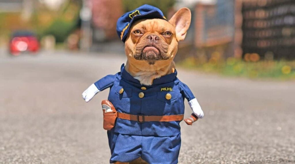 French Bulldog dog wearing funny police officer uniform costume