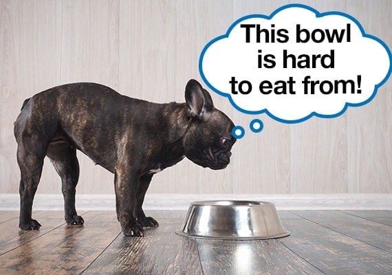 French Bulldog having difficulty eating food from regular dog bowl with speech bubble that says