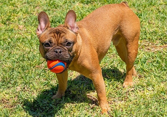 French Bulldog Holding Chuckit! Ultra Bounce Tennis Ball in mouth at park