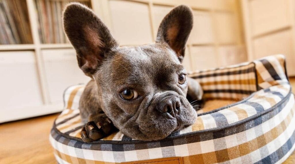 French Bulldog in dog bed