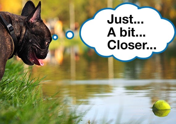 Dog trying to reach tennis ball floating in water