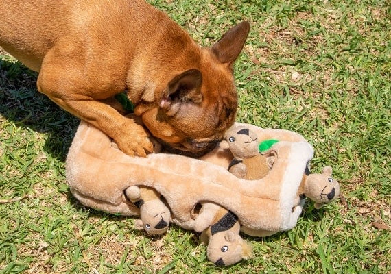 French Bulldog playing with Outward Hound hide a squirrel plush dog toy