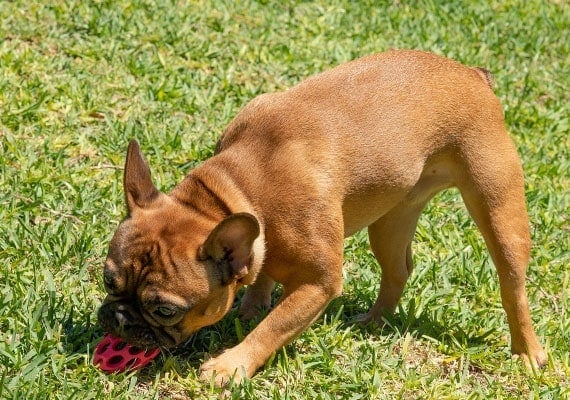 French bulldog playing with small Hol-ee Football dog toy