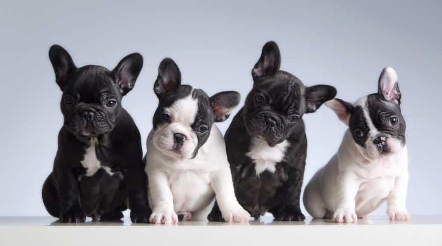 French Bulldog puppies