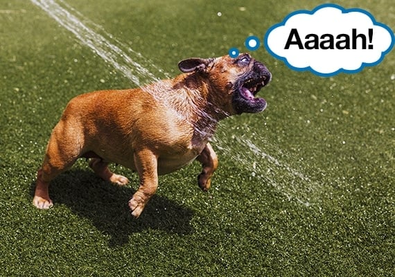 French Bulldog running from motion activated sprinkler with speech bubble