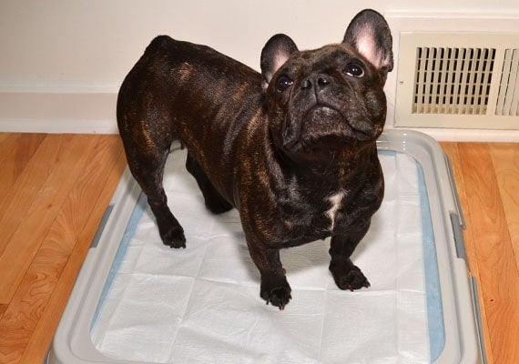 French Bulldog standing on Dogit Puppy Pad Holder Tray with pee pad inside