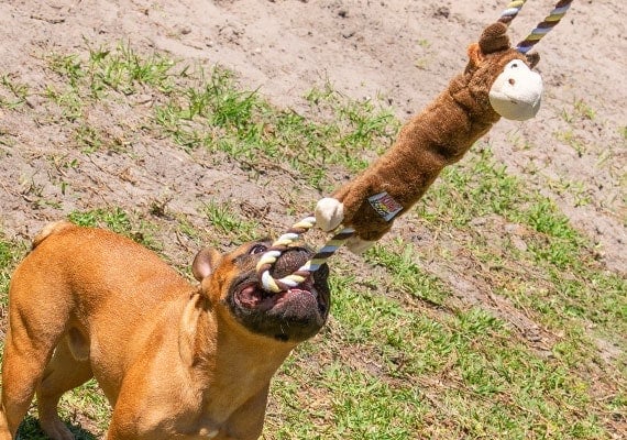 French Bulldoy tugging on Kong Tugger Knots Moose Dog Rope Toy