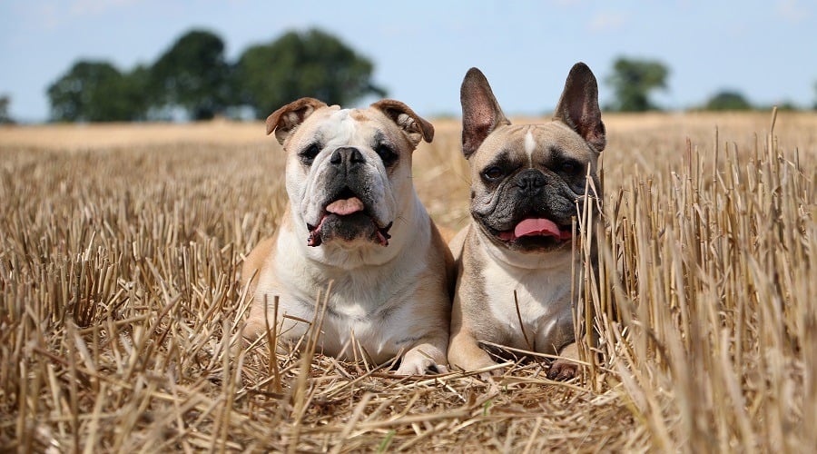 Brindle Frenchie Lounging on a Sofa