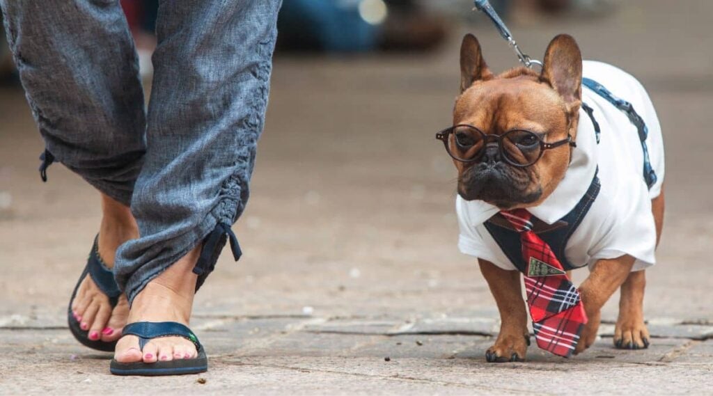 French Bulldog walking down the street with parent looking sexy
