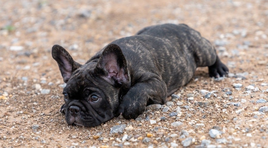 French Bulldog with Brindle Coat