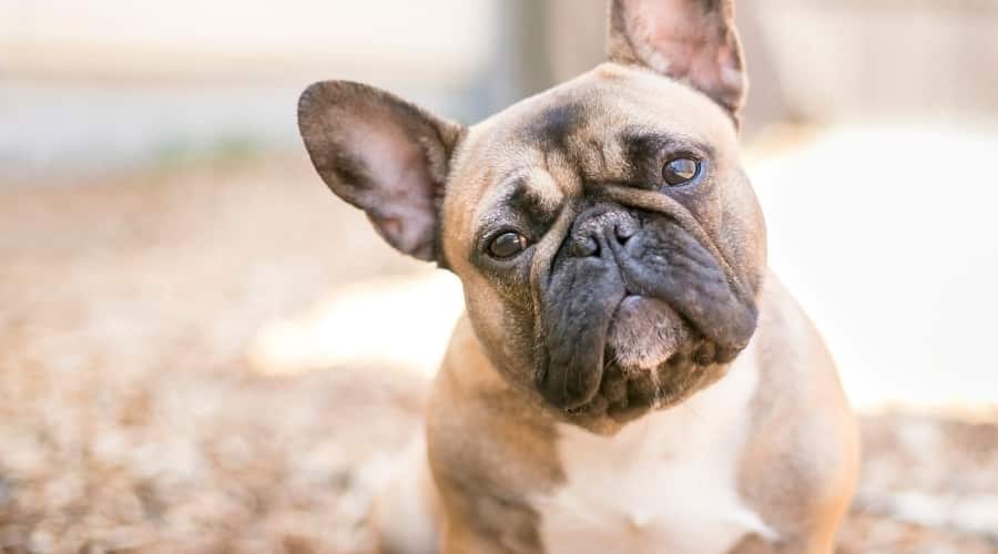 French Bulldog with Head Tilted