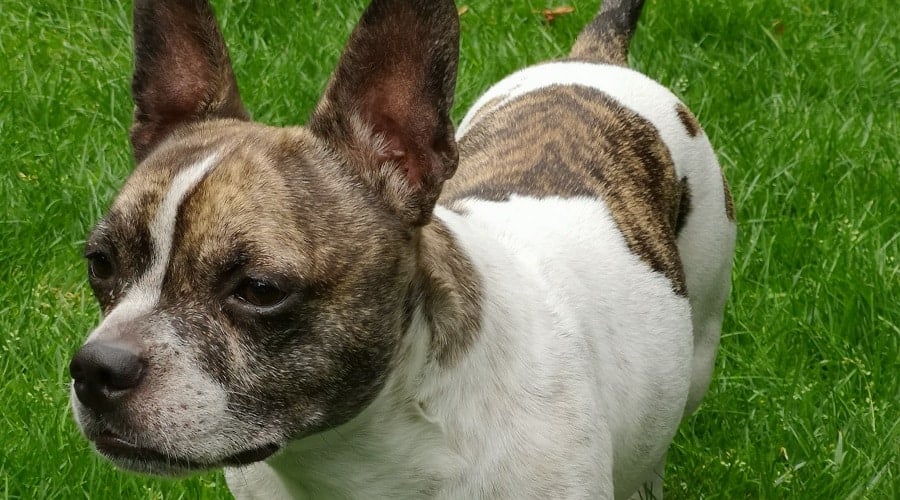 French Bullhuahua