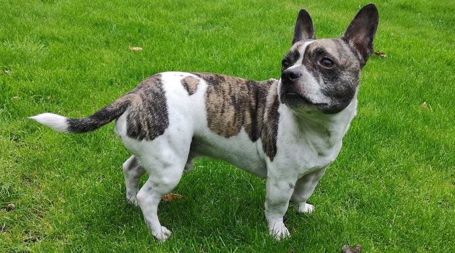 French Bullhuahua