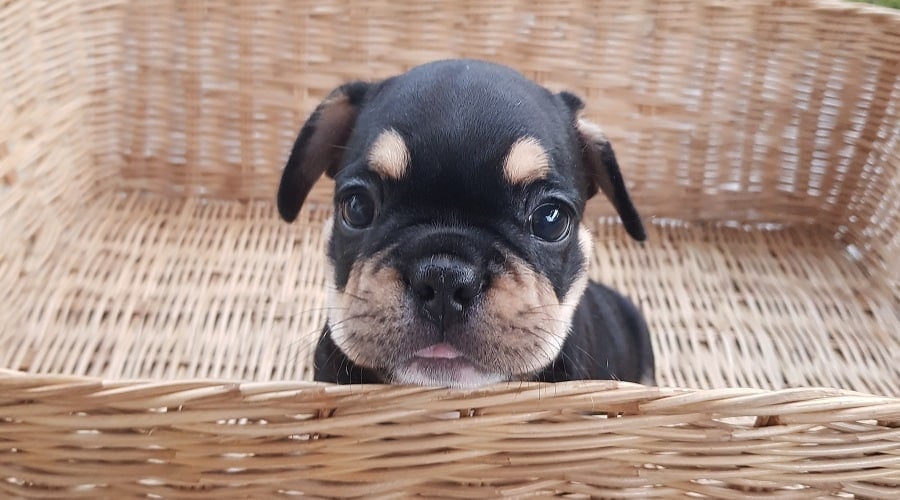French Bullweiler