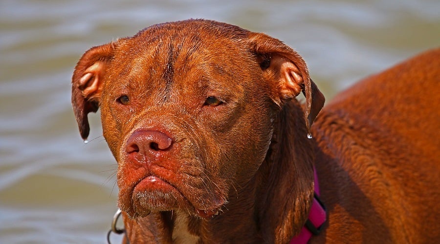 French Mastiff Pitbull