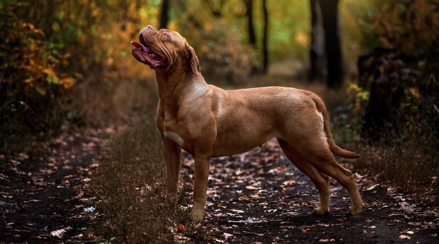 French Mastiff in Training