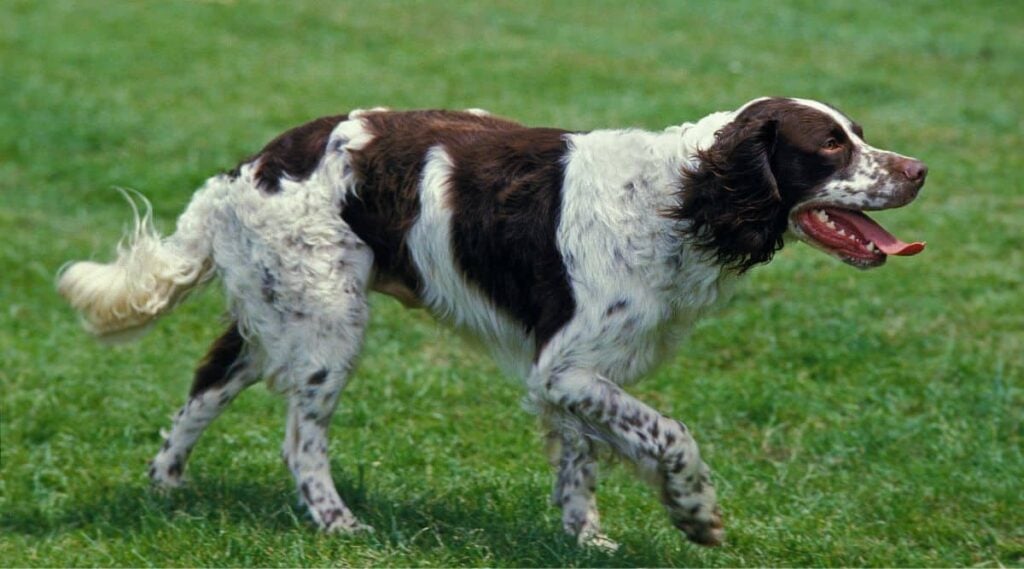 French Spaniel trotting through the grass