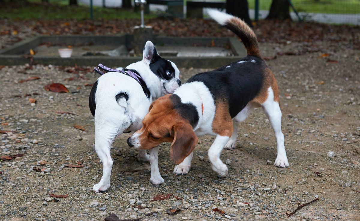 French bulldog and beagle greeting each other by sniffing butts at park