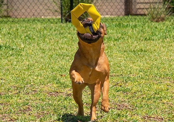 French Bulldog Catching Fire Hose Frisbee Dog Toy in Mid-Air