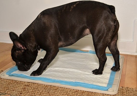 French bulldog going to the toilet on Wee Wee Silicone Pad Holder