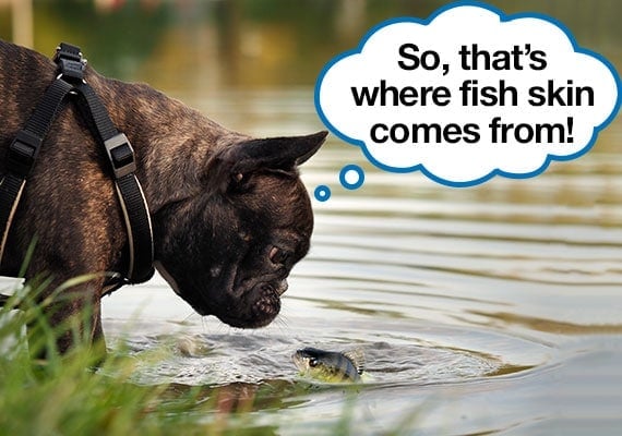 French bulldog looking at fish in lake learning where fish skin dog treats come from
